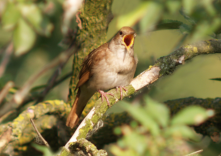 Oasi naturalistica del Carmine